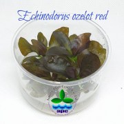 Echinodorus ozelot red TC CUP